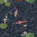 aniPet Koi Live Wallpaper Android App Review