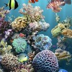 aniPet Aquarium Live Wallpaper Android App Review